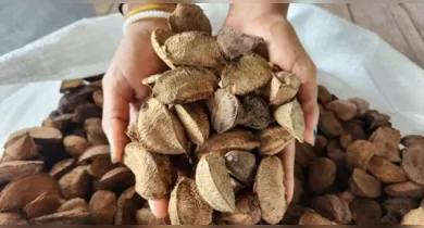 Imagem ilustrativa da notícia: Castanha-do-Pará é declarada Patrimônio Cultural e Imaterial do Pará