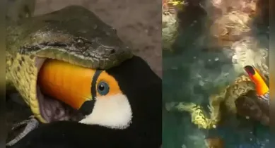 Imagem ilustrativa da notícia: Sucuri  devora tucano pelo bico e turistas registram a cena