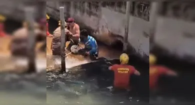 Imagem ilustrativa da notícia: Vídeo: Enorme sucuri de 5 metros é encontrada nos fundos de hotel 