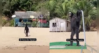 Imagem ilustrativa da notícia: Macaco-aranha surpreende e encanta viajantes em Belterra