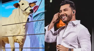 Imagem ilustrativa da notícia: Murillo Huff paga R$ 13,5 milhões por vaca mais cara do mundo