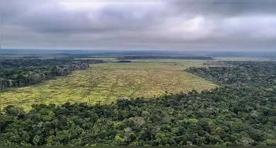 Imagem ilustrativa da notícia: Amazônia perde 52 milhões de hectares de vegetação em 40 anos