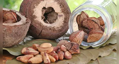 Imagem ilustrativa da notícia: Castanha-do-pará impulsiona novos alimentos proteicos