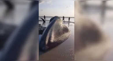 Imagem ilustrativa da notícia: VÍDEO: baleia gigante é encontrada morta no Marajó