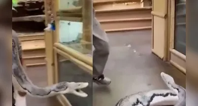 Imagem ilustrativa da notícia: VÍDEO: Cobra gigante tenta dar bote em cuidador e viraliza