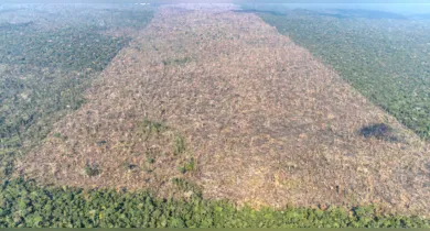 Imagem ilustrativa da notícia: Estudo aponta que desmatamento causa 28 mil mortes por ano