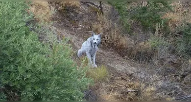 Imagem ilustrativa da notícia: Fotógrafo registra raro lince-ibérico branco em flagrante histórico