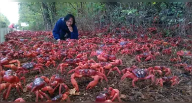 Imagem ilustrativa da notícia: Vídeo: migração de caranguejos cria cenário de tirar o fôlego