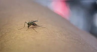 Imagem ilustrativa da notícia: Calor e seca aceleram ciclo da dengue na Amazônia