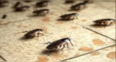 Imagem ilustrativa da notícia: "Conceito dos 4 A's": biólogo explica como eliminar baratas e evitá-las em casa