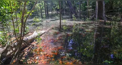 Imagem ilustrativa da notícia: Dinossauros na Amazônia: pegadas de 103 milhões de anos são descobertas