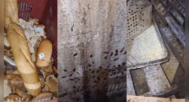 Imagem ilustrativa da notícia: Padaria é interditada em Belém por infestação de baratas