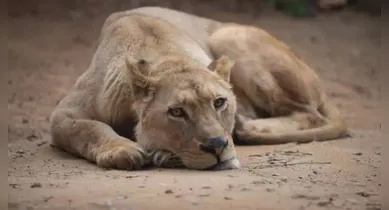 Imagem ilustrativa da notícia: Homem morre ao ser atacado por leoa em jaula