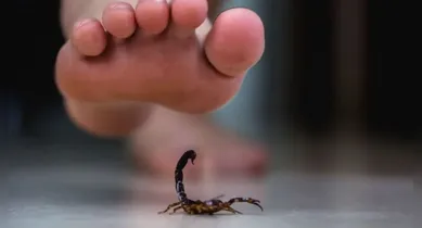 Imagem ilustrativa da notícia: Lista dos 4 'As': saiba como afastar escorpiões de casa