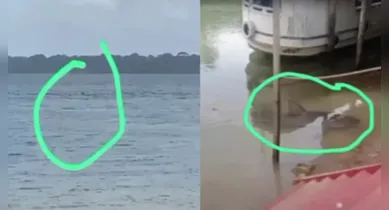 Imagem ilustrativa da notícia: Vídeo: tubarão é visto em rio do Pará e assusta ribeirinhos