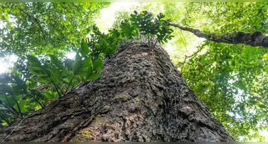 Imagem ilustrativa da notícia: Árvores gigantes da Amazônia podem frear aquecimento global