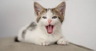 Imagem ilustrativa da notícia: Como os gatos se comunicam? Entenda os sinais dos felinos