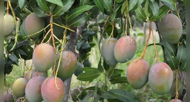 Imagem ilustrativa da notícia: Adolescente esfaqueia criança por pegar manga de árvore