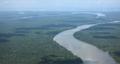 Imagem ilustrativa da notícia: Pará registra queda no número de alertas de desmatamento