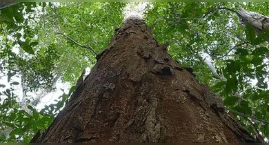 Imagem ilustrativa da notícia: Pau-brasil deve ganhar sistema de rastreamento para evitar extinção