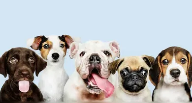 Imagem ilustrativa da notícia: As 10 raças de cachorro que mais conquistam os brasileiros