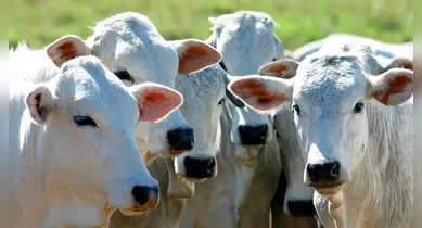 Imagem ilustrativa da notícia: Pecuaristas de Jacundá podem acessar Programa da Agricultura Familiar