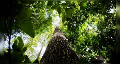 Imagem ilustrativa da notícia: O que é o Fundo Amazônia?