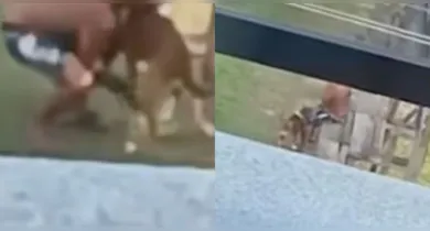 Imagem ilustrativa da notícia: VÍDEO: Homem suspeito de cometer zoofilia é preso no Pará