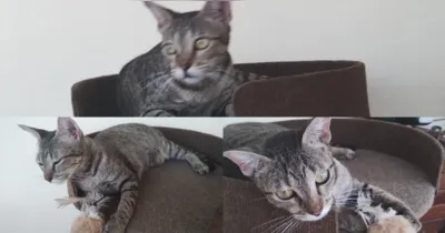 Os tutores podem ser contactados pelo telefone (91) 98431-5003 e ele ainda oferecem recompensa.