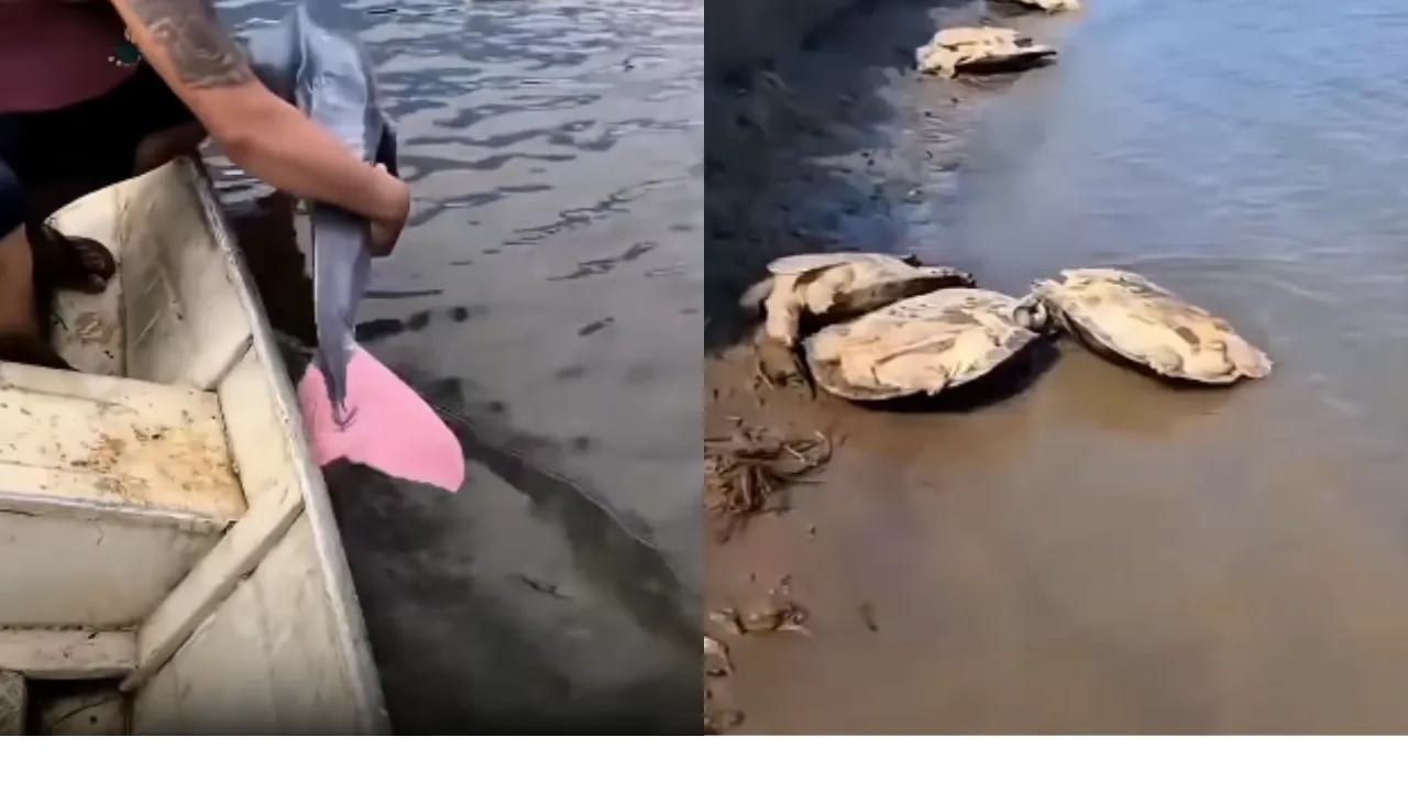 Imagem ilustrativa da notícia: Pescadores devolvem boto-cor-de-rosa e cágados ao rio e atitude viraliza