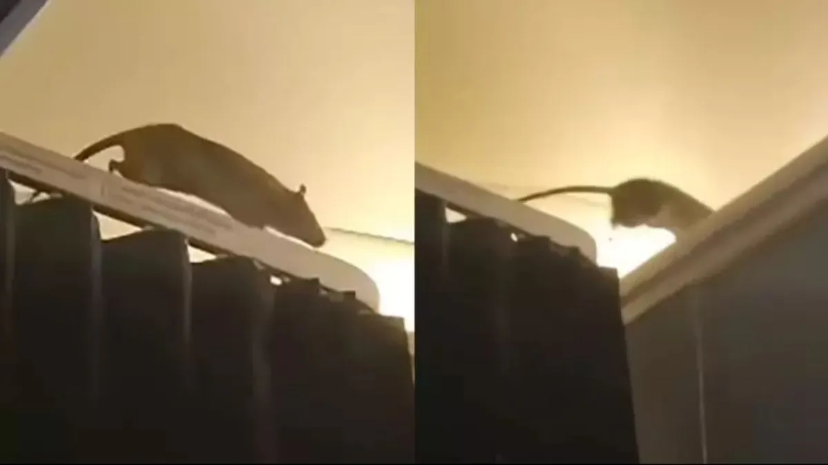 Imagem ilustrativa da notícia: Ratazana é flagrada em avião e assusta passageiros