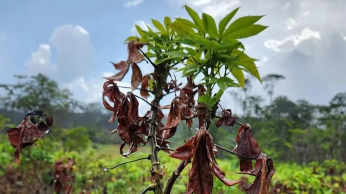Imagem ilustrativa da notícia: Vassoura de bruxa: estratégias visam o fim da praga na mandioca