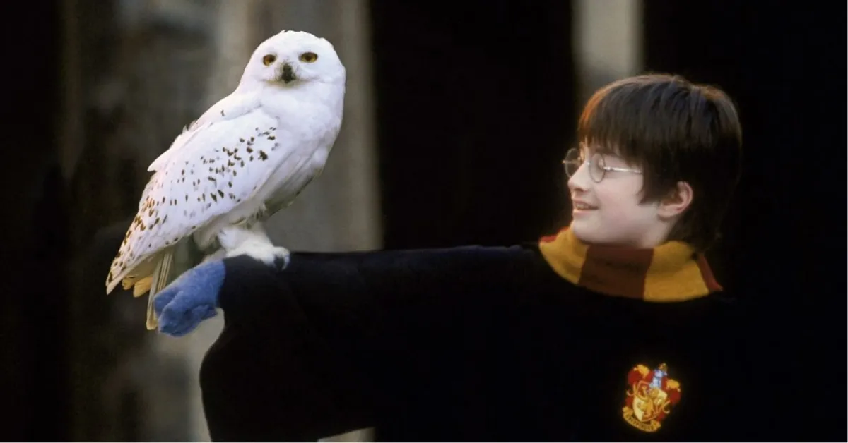 Imagem ilustrativa da notícia: Coruja do Harry Potter entra em lista global de proteção da ONU