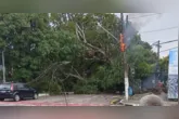 Árvore caiu no meio da pista e provocou incêndio em fiação elétrica na avenida Pedro Miranda, em Belém.