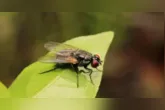 Moscas se proliferam com mais facilidade no calor e podem transmitir microrganismos para alimentos e superfícies