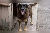 Inquérito sobre morte do cão Orelha está encerrado