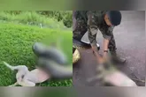 Vídeo mostra o momento em que uma sucuri ataca um cachorro no sudoeste do Pará.