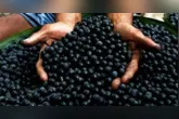Com o reconhecimento do açaí como fruta nacional, a nova lei fortalece a identidade brasileira, valoriza os produtores amazônicos e amplia a proteção contra a biopirataria.