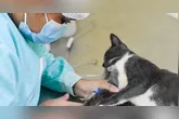A primeira Clínica Veterinária Municipal de Triagem de Belém será totalmente gratuita.