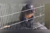 Macaco invadia residências na região e deixava rastro de desordem.