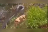 Cachorro foi capturado pela grande sucuri