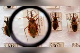 A doença de Chagas é transmitida principalmente pelo consumo de alimentos contaminados com fezes do inseto barbeiro.