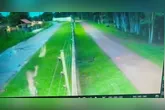 Câmeras de segurança flagram homem chegando com uma cadelinha nas mãos e arremessando o animal.