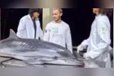 Golfinho-listrado encontrado morto em Mosqueiro passa por necropsia para apurar as causas da morte, em procedimento conduzido por pesquisadores.