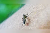 Conheça os fatores que atraem mosquitos e como evitar suas picadas de forma eficaz.