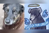 A morte do cão comunitário Orelha passou a ser investigada pela Polícia Civil de Santa Catarina após o animal ser brutalmente agredido.