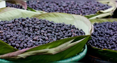 Imagem ilustrativa da notícia: Belém regulamenta descarte e reaproveitamento do caroço de açaí