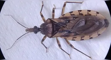 Imagem ilustrativa da notícia: Pontos de vendas de açaí são interditados por suspeita de doença de Chagas, em Ananindeua