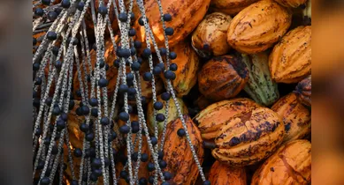 Imagem ilustrativa da notícia: Edital seleciona propostas para fortalecer produção de cacau e açaí no Pará