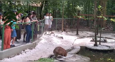 Imagem ilustrativa da notícia: Bosque Rodrigues Alves terá entrada gratuita neste fim de semana